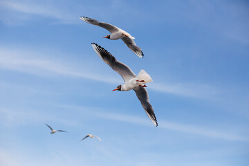 Seagulls fly in the sky over the seas in sunny weather