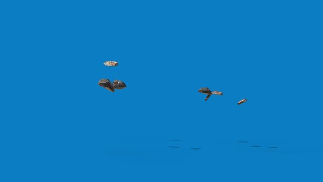 Rocks Float in the Air and Fall Blue Screen 3D Animation 4K