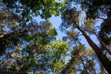 trees and sky in a Bavarian woods
