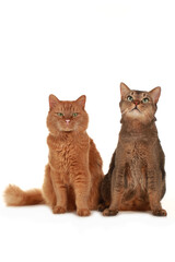 Two cute domestic cats domestic cat