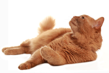Red domestic cat lying