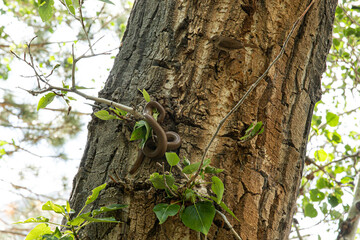 Bird and Snake in Tree 1