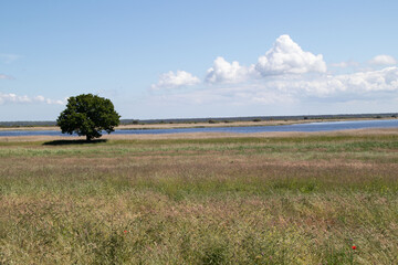 Ein eindamer Baum auf Hiddensee