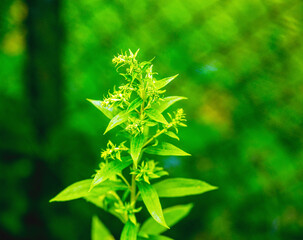 Green wild plant in the garden
