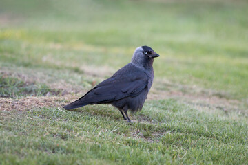 Jackdaw also northern raven (in german Dohle) Coloeus monedula also Corvus monedula
