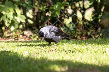 Jackdaw also northern raven (in german Dohle) Coloeus monedula also Corvus monedula