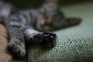 cat lying on the floor