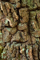 Close-up of an old, rough and weathered birch bark