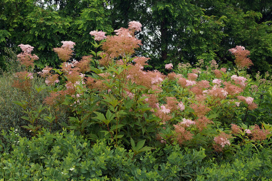 Horizontal image of a large clump of queen of the prairie (Filipendula rubra) in flower in a garden setting