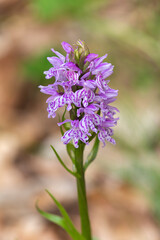 Macrophotographie de fleur sauvage - Orchis de Fuchs - Dactylorhiza fuchsii