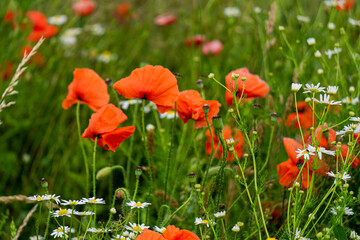 Beautiful wild red poppies in the countryside in Latvia.