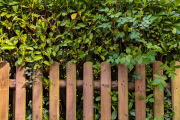 Wooden fence in front of a cherry laurel hedge