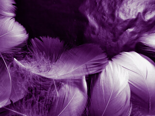 Obraz premium Beautiful abstract white and purple feathers on black background and soft white feather texture on white pattern and purple background, feather pink background, purple banners
