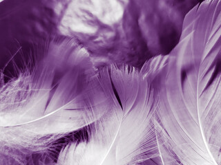 Obraz premium Beautiful abstract white and purple feathers on black background and soft white feather texture on white pattern and purple background, feather pink background, purple banners