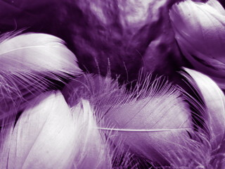 Beautiful abstract white and purple feathers on black background and soft white feather texture on white pattern and purple background, feather pink background, purple banners