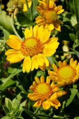 The orange-and-yellow flowers of 'Oranges and Lemons' blanket flower (Gaillardia 'Oranges and Lemons')