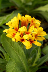Vertical closeup of the flower of 'Sun Devil' blanket flower (Gaillardia 'Sun Devil')