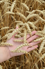 Fototapeta na wymiar Wheat in hands on the field