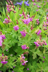 Vertical image of 'Bevan's Variety' bigroot geranium (Geranium macrorrhizum 'Bevan's Variety') in flower
