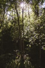 morning in the forest