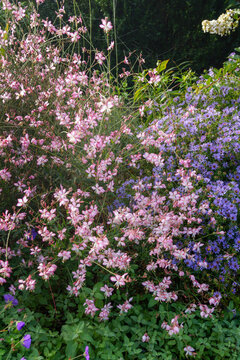Vertical image of 'Rosy Jane' gaura (Gaura [Oenothera] lindheimeri 'Rosy Jane') in full flower in a garden setting