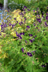 Vertical image of 'Lily Lovell' mourning widow (Geranium phaeum 'Lily Lovell'), a type of hardy geranium or cranesbill, in flower in a garden setting