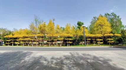 spring landscape in city with road and trees, urban greening.