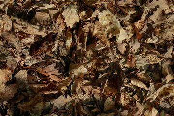 Invisible wood frog among dry leaves