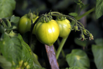 Young green tomatoes ripen in a greenhouse. Tomatoes on the garden