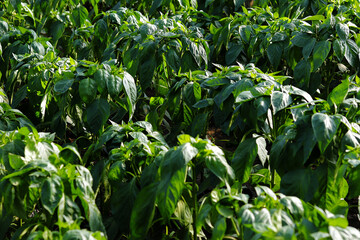 Green plants on the garden summer evening