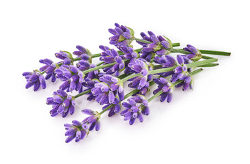 Lavender flowers isolated on white background