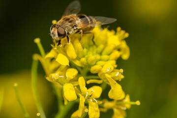 yellow fly on yellow flower