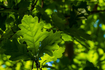 Fresh green oak leaf, illuminated by the sun, many oak leaves in the blurred background