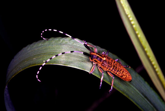 un insecte &agrave; longues antennes du groupe des longicornes