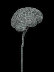 Central nervous system. Brain and spinal cord with clipping path included. Conceptual brain 3D illustration.