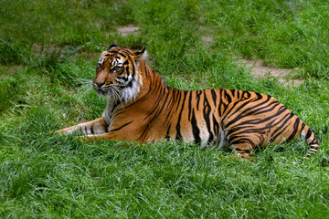Fototapeta na wymiar The portrait rare Sumatran Tiger. Inhabits the Indonesian island of Sumatra. Large tiger rests on sunny day in the zoo.