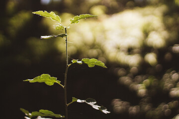 green leaves in the forest