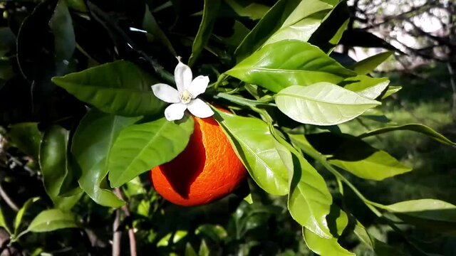 White flower & orange fruit for essential oil neroli natural perfume. Orange blossom neroli, orange fruit on green leaves background. Natural fresh flower as attar (neroli essential oil) smell aroma