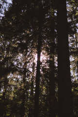 Fototapeta premium sun shining through trees