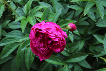 pink peonies flowers in the garden after rain