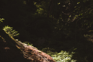 moss covered rocks and tiny insects flying in the sunlight