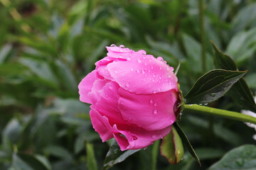 pink peonies flowers in the garden after rain