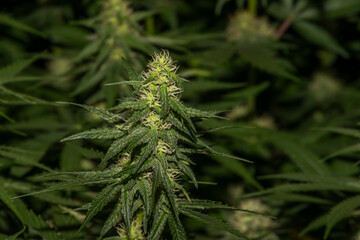 White Russian and S.A.G.E. variety of marijuana flower under LED lights