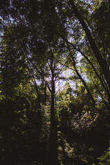 trees in the forest