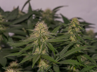 White Russian and S.A.G.E. variety of marijuana flower under LED lights