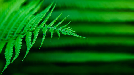 Fern leaf green foliage a natural plant background in the form of a frame