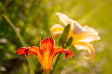 Fototapeta premium orange lily yellow in sun