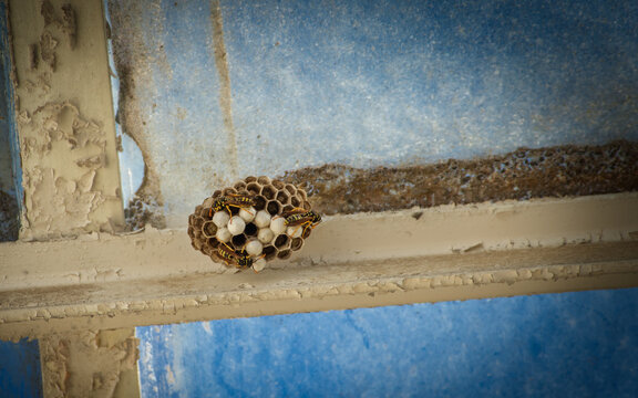 waps nest with several wasp