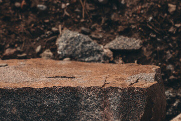 ants on the ground