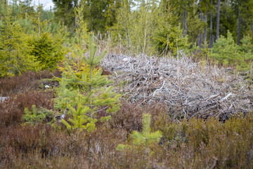 young pines grow in the felling area